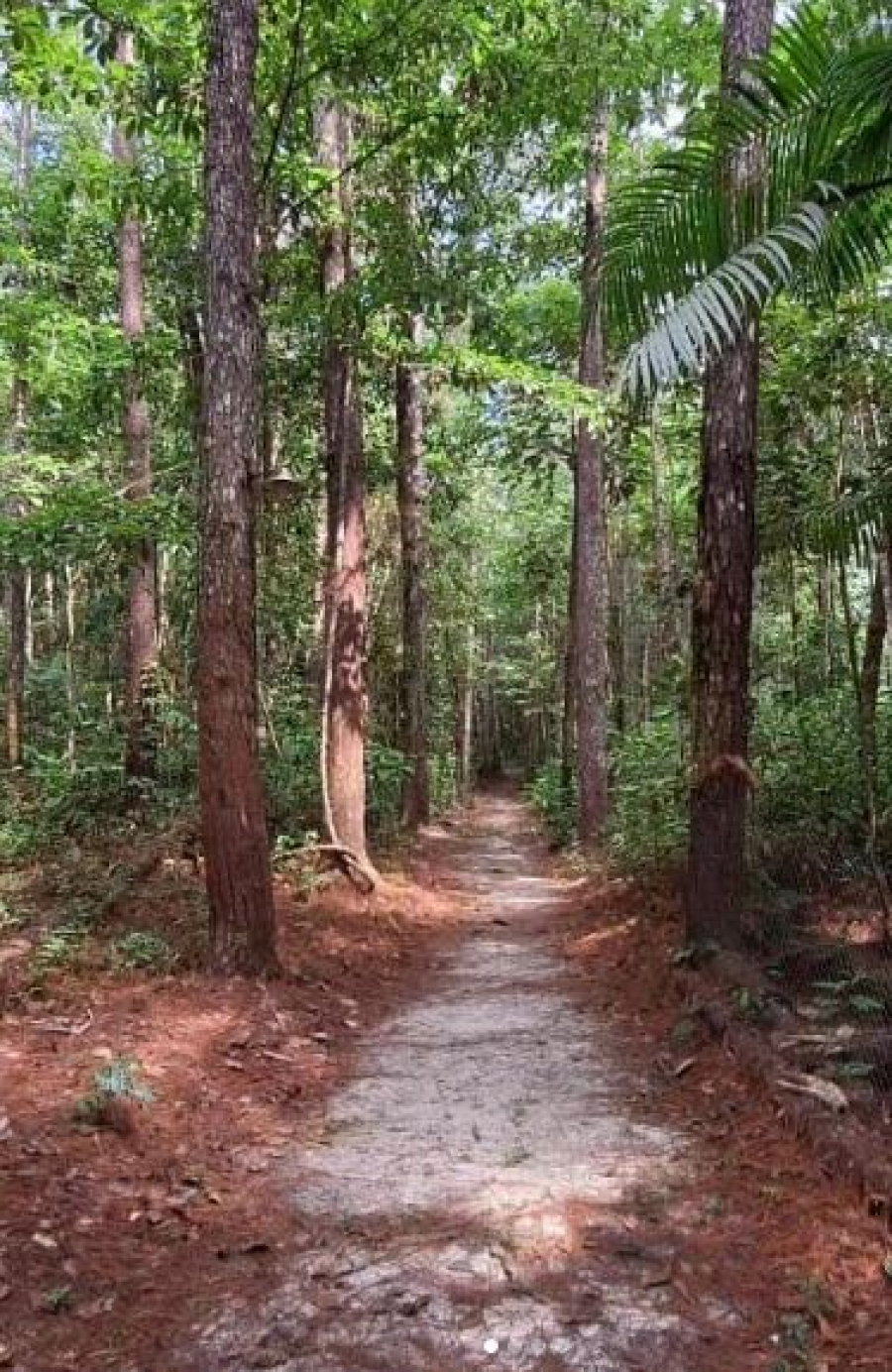 Sítio Pinheiral - Trilha Ecológica - Turismo